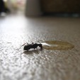 Nieproszeni goście, czyli jak walczyć z mrówkami w domu
